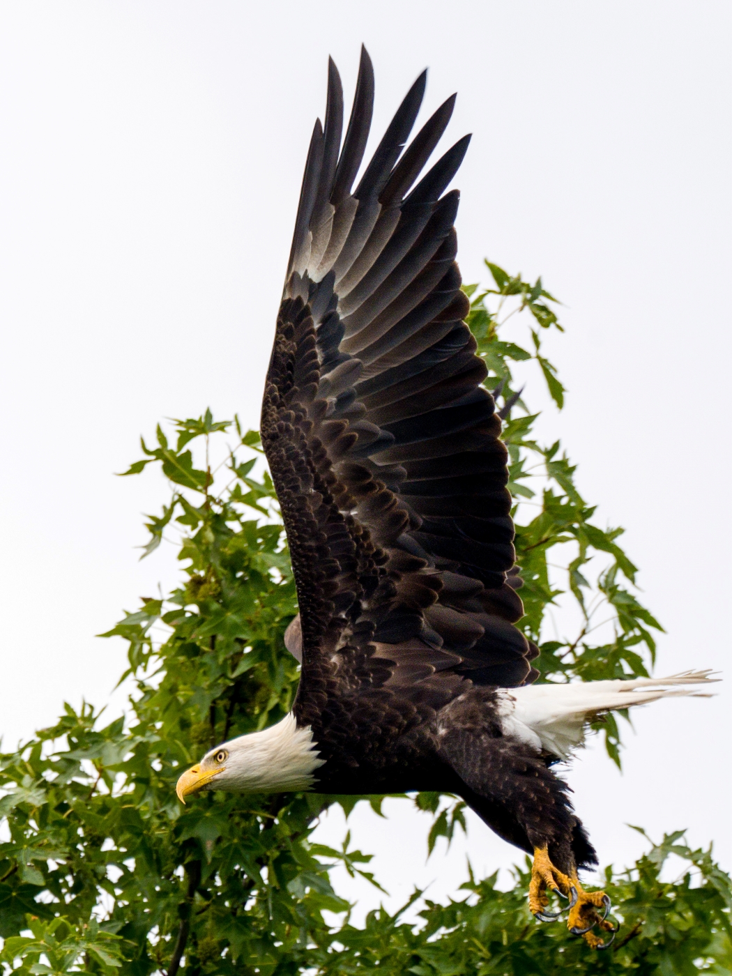 3rd PrizeNature In Class 1 By Stephen Licata For Eagle Launch SEP-2021.jpg
